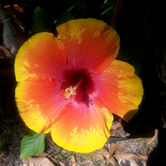 Meet your Posher, Nadine - Picture 1 of 1